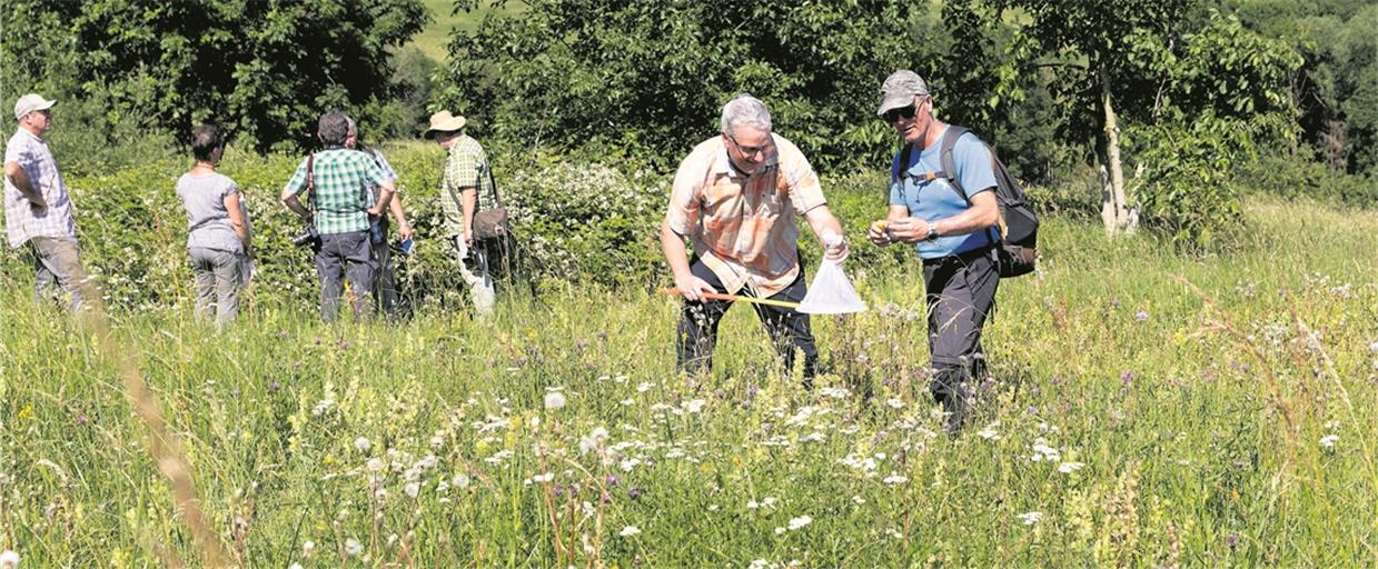 An den „Nassacher Eichen“ in Spiegelberg suchen die Teilnehmer der Wildbienen-Exkursion nach den Wildtieren und werden fündig. Fotos: J. Fiedler