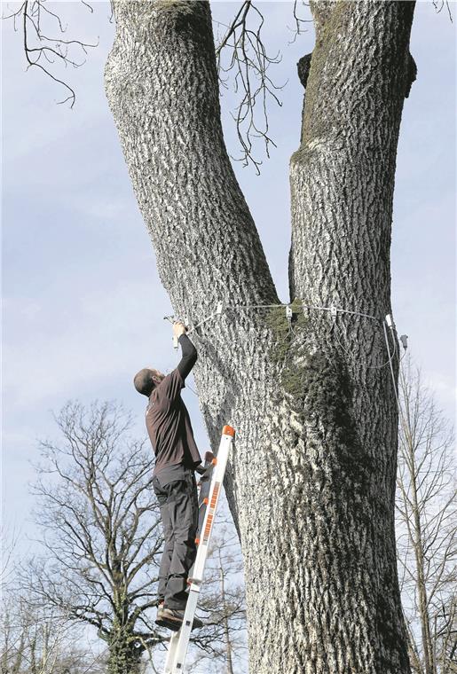 Alte Esche hat einen Untersuchungstermin An der Gabelung des Baumes, dem Zwiesel, kann Wasser eindringen, deshalb wird auch diese Stelle genau unter die Lupe genommen.