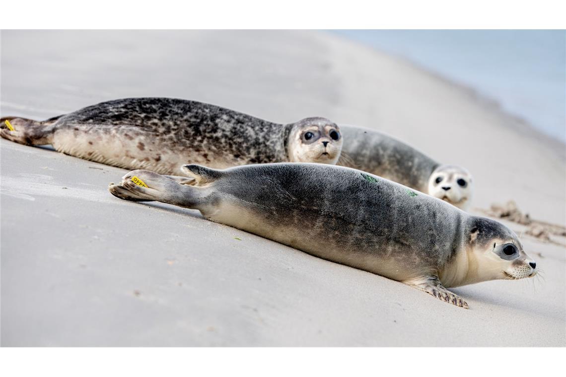 An der Ostspitze von Juist robben die aufgepäppelten Jungtiere Hubi, Steve und Scotty Richtung Nordsee.