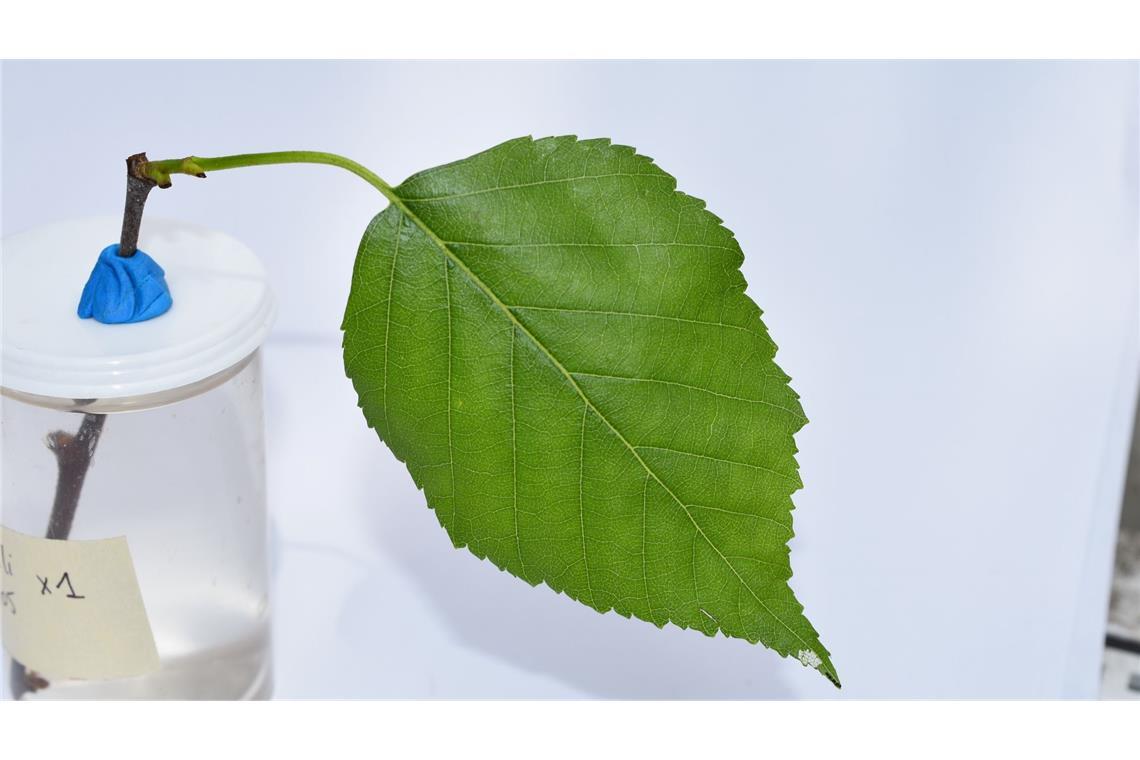 Ich vibrier' dich weg! Mini-Raupe verteidigt Mini-Revier An der Spitze des Blattes ist bei genauem Hinschauen eine Mini-Raupe zu erkennen, die bereits Fraßschäden am Blatt verursacht hat.