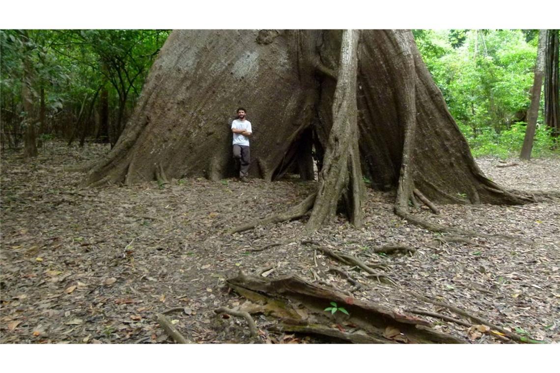 Baumringe verraten, was sich im Amazonas verändert An Regenwaldbäumen ist zu erkennen, welche Spuren längst vergangene Regenfälle hinterlassen haben.