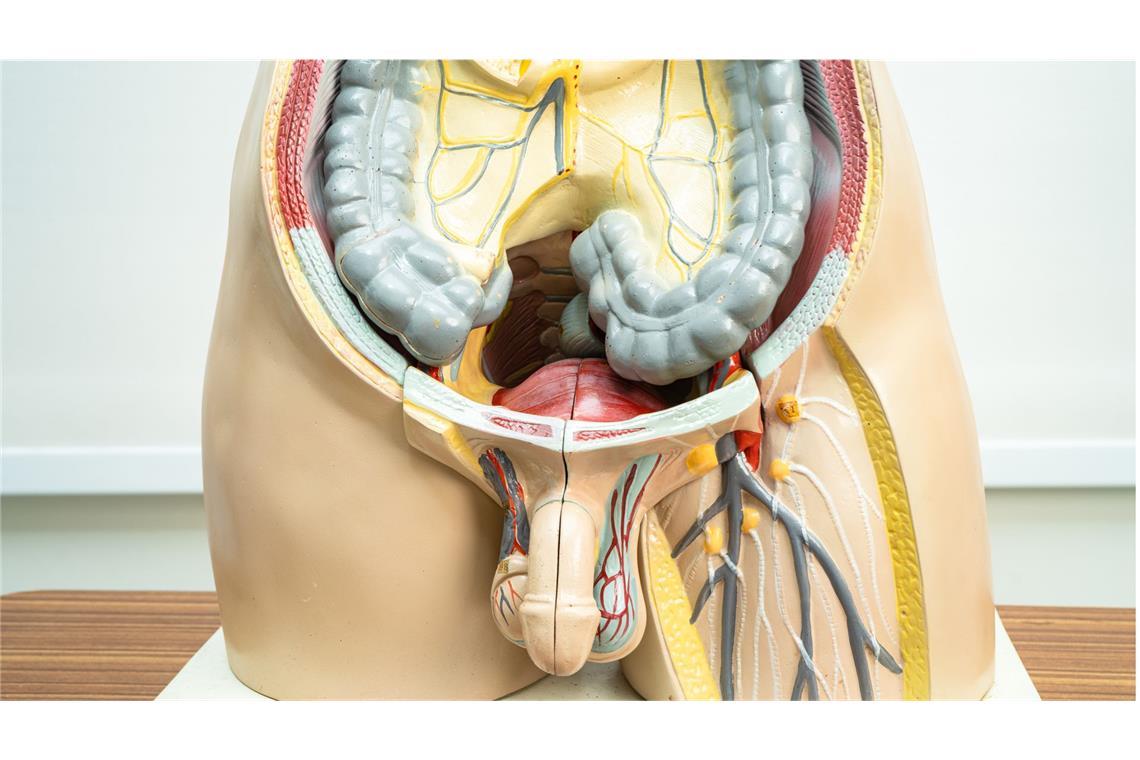 Südafrikanische Urologen transplantieren erstmals einen Penis Anatomisches Modell des männlichen Geschlechtsorgans.