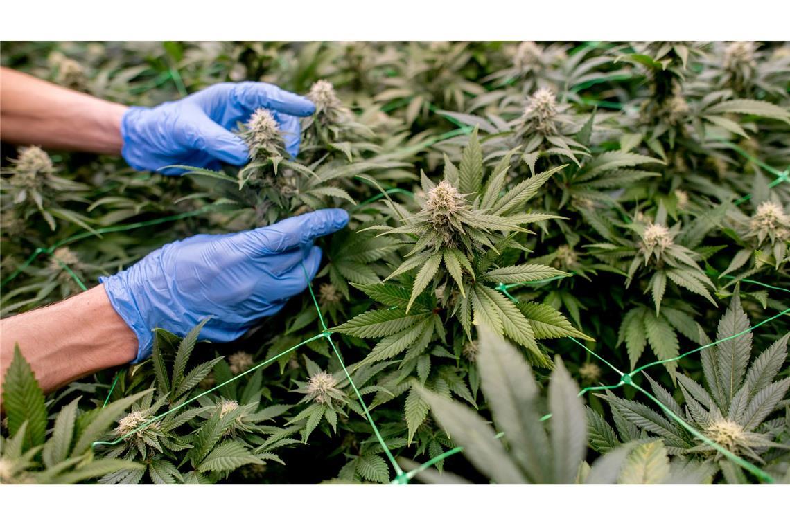 Anbauvereinigungen müssen in einem komplexen Verfahren genehmigt werden. (Symbolbild)