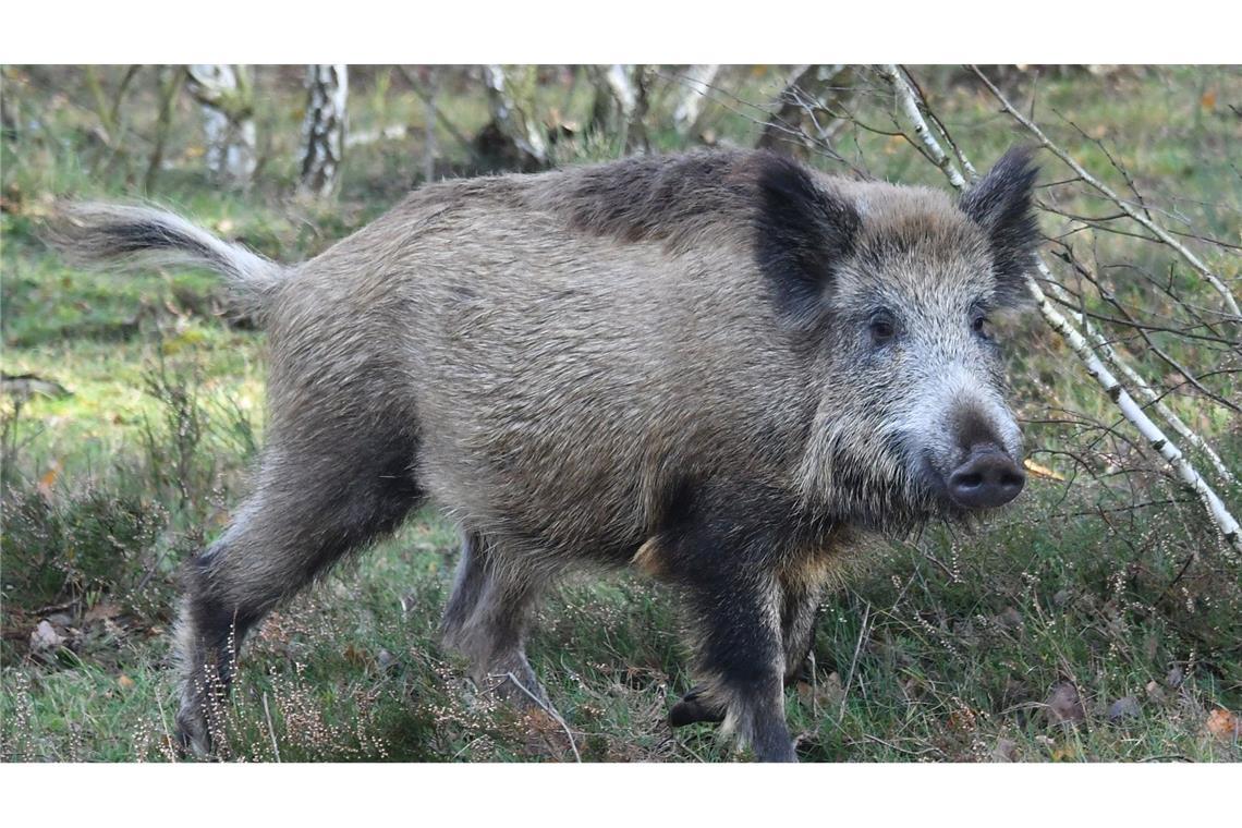 Wildschweinjagd in Rhein-Neckar-Kreis wieder erlaubt Anfang August hatte ein Jäger im Rhein-Neckar-Kreis ein sichtbar erkranktes Wildschwein erlegt. (Symbolbild)