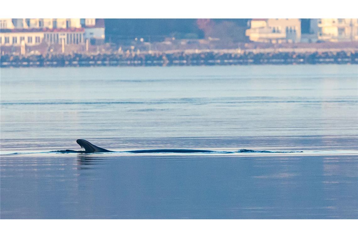 Anfang des Jahres war mehrfach ein Finnwal in der Flensburger Förde gesichtet worden. (Archivbild)