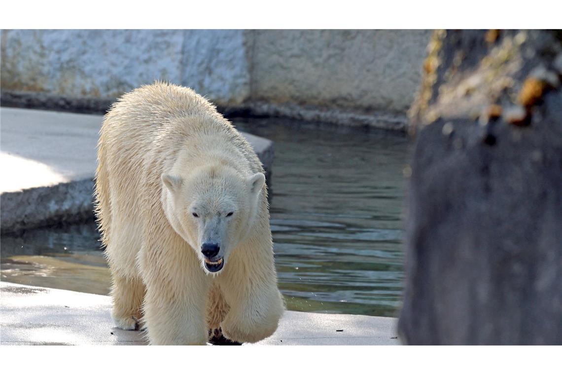 Zoo veröffentlicht Laute von Eisbär-Baby Anfang November hatte Eisbärin Nuka in Karlsruhe zwei Babys zur Welt gebracht.