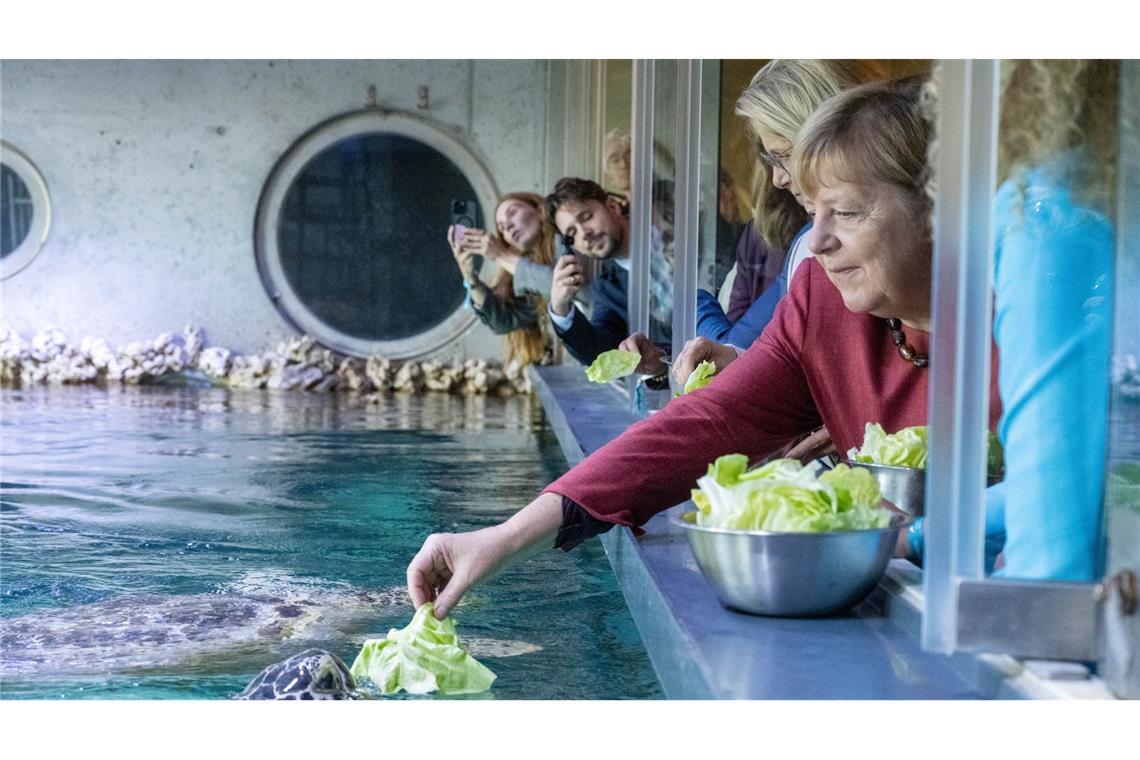 Angela Merkel (CDU), ehemalige Bundeskanzlerin, besuchte nach dem Festakt zum Abschluss der Modernisierung des Meeresmuseums die Ausstellung und den Aquarien-Keller mit den Schildkröten und fütterte eine Grüne Meeresschildkröte mit einem Salatblatt.