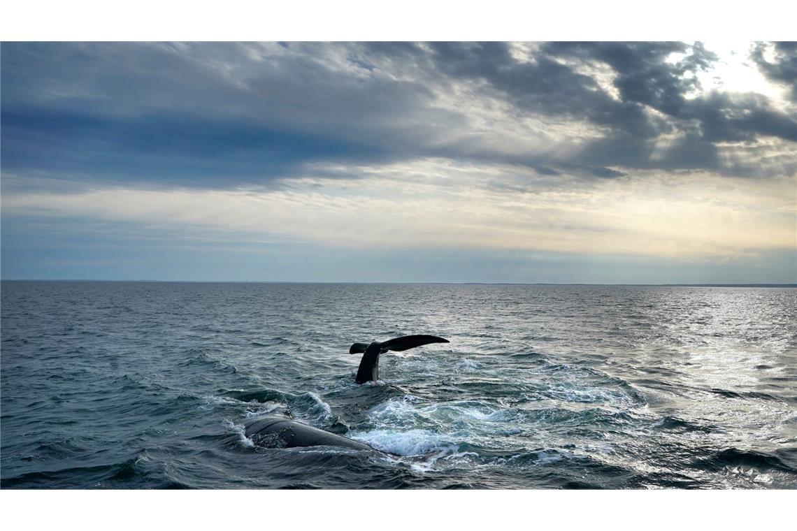 Angesichts der Weite der Ozeane ist ihr Schutz eine Herausforderung (Archivbild)