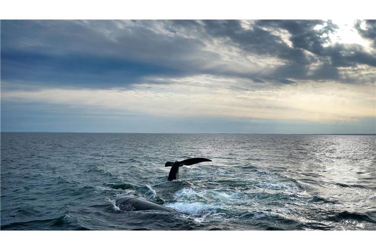 Angesichts der Weite der Ozeane ist ihr Schutz eine Herausforderung (Archivbild)