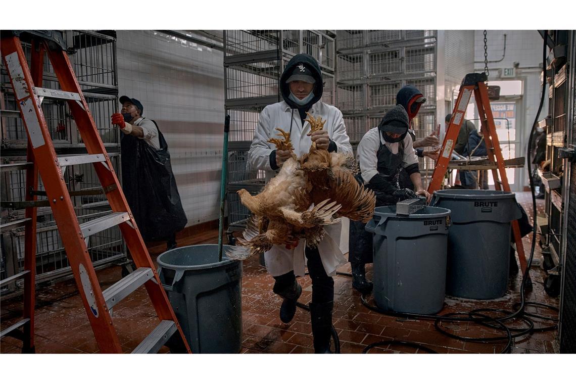 "Kennen Ausmaß nicht": Vogelgrippe in USA besorgt Experten Angestellte säubern Käfige und bringen Hühner zur Schlachtung in einem Geflügelgeschäft.