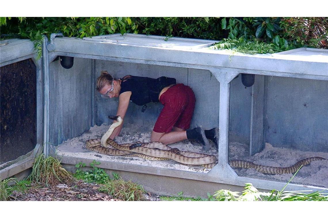 Mit dieser Kandidatin hat Sonja Zietlow Mitleid Anna-Carina muss nicht in den Wassertank, dafür bekommt sie es mit Schlangen zu tun.
