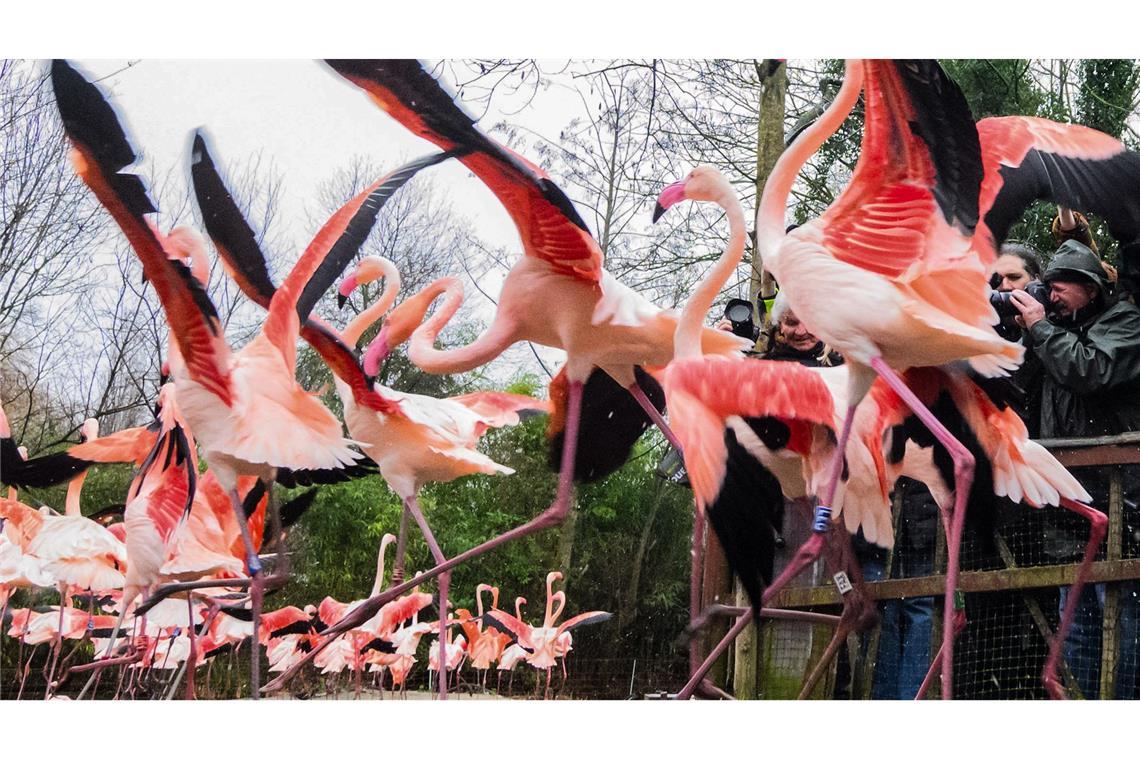 Bilder des Tages "Antreten zum Abzählen!", heißt es auch für die Flamingos bei der Inventur im Zoo Hannover.