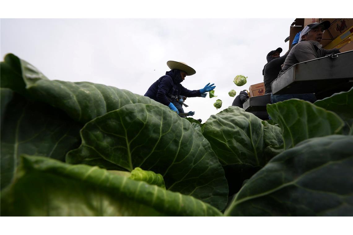 Bilder des Tages Arbeiter ernten Kohl auf einem Feld in Holtville in den USA, weniger als zehn Meilen von der Grenze zu Mexiko entfernt.