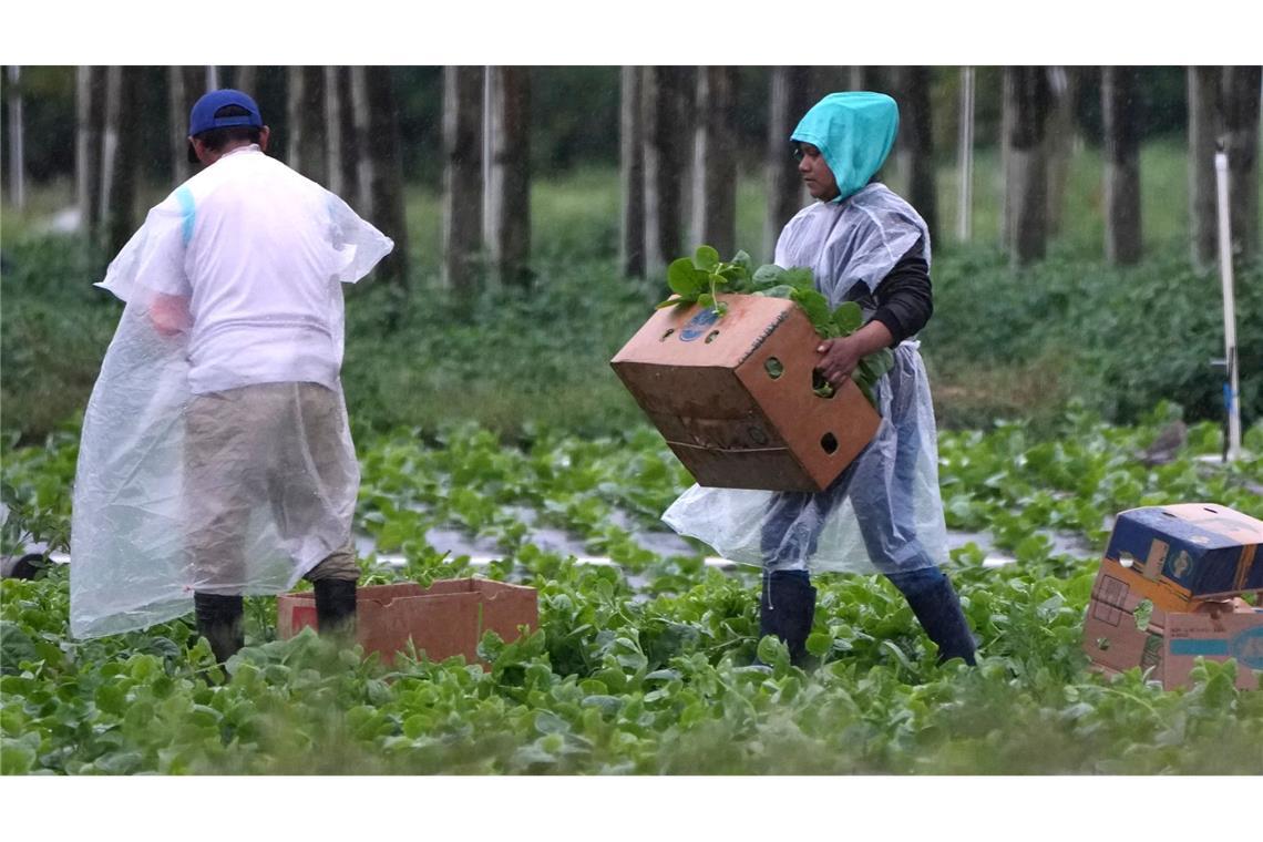 Trumps Anti-Einwanderungskurs schürt Angst bei Migranten Arbeitskräfte vor allem aus Mittel- und Südamerika spielen eine wichtige Rolle in der Landwirtschaft der USA, im Bauwesen und im Gastgewerbe.