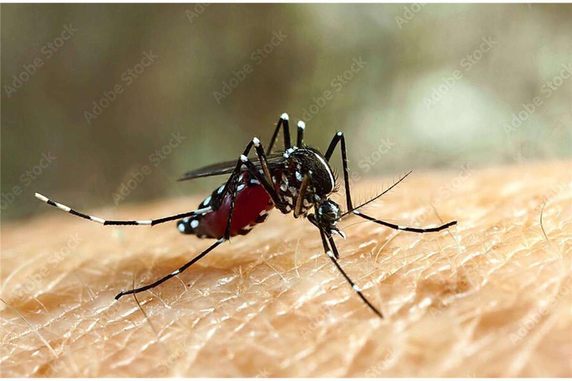 Asiatische Buschmücke