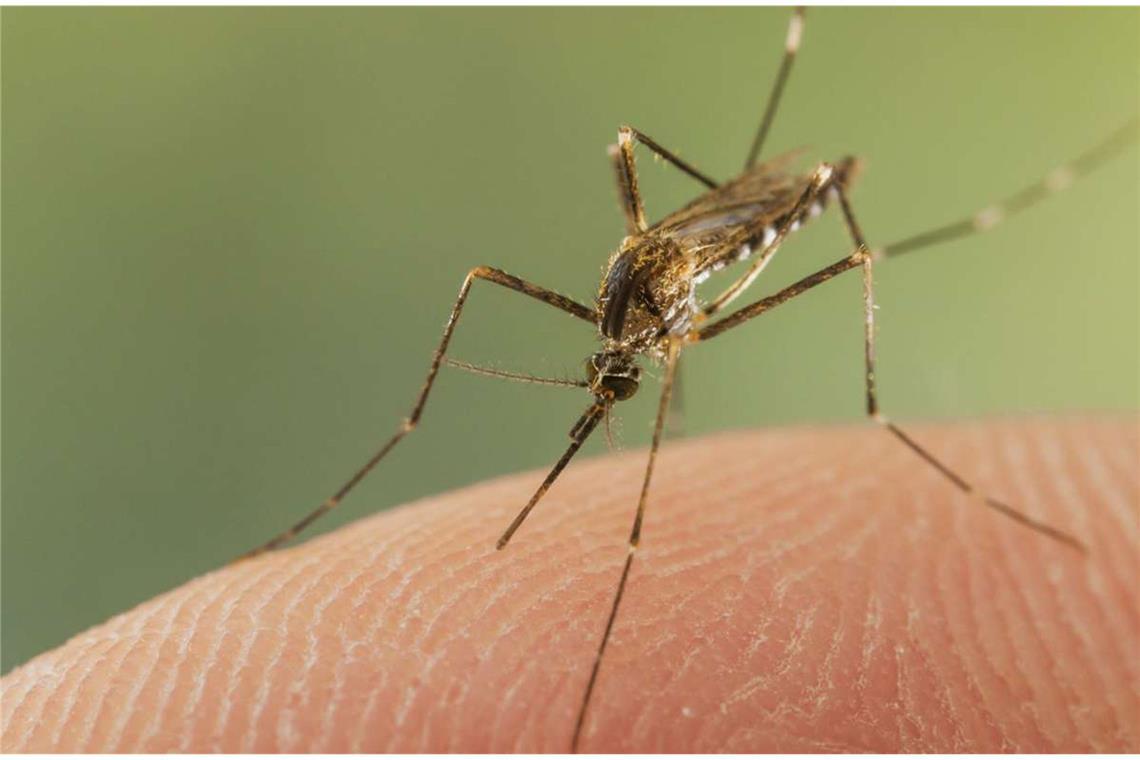 Asiatische Buschmücke