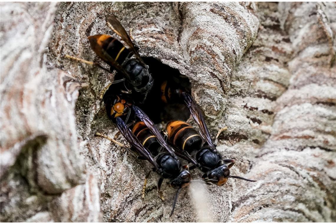 Wie gefährlich ist die Asiatische Hornisse? Asiatische Hornissen sammeln sich an einem Ausgang ihres Nestes.
