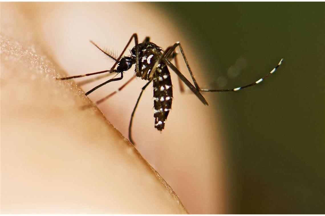 Asiatische Tigermücke