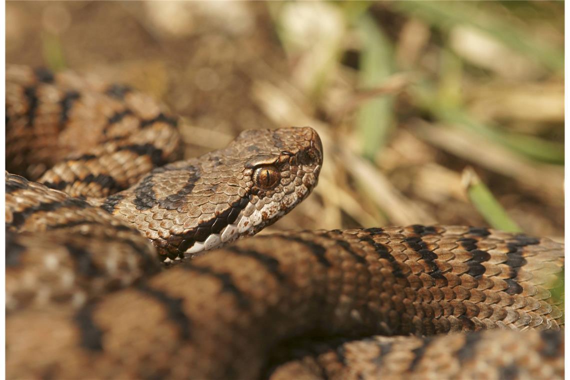 Aspisviper (Deutschland, nur Südschwarzwald): giftig.
