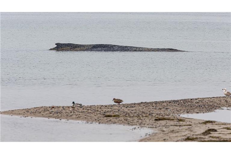 Auch am Dienstag lag der Wal auf der Sandbank vor Niendorf.