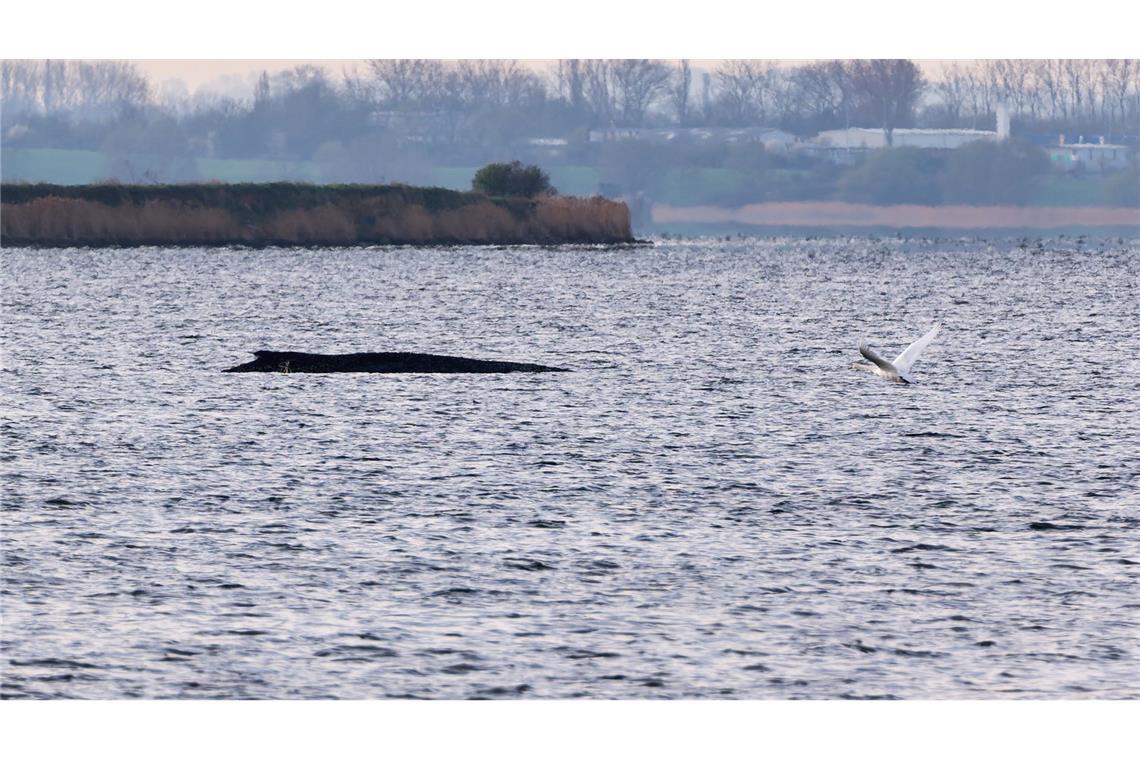 Auch am Freitagmorgen bleibt die Lage des vor der Insel Poel gestrandeten Buckelwals unverändert. (Symbolbild)