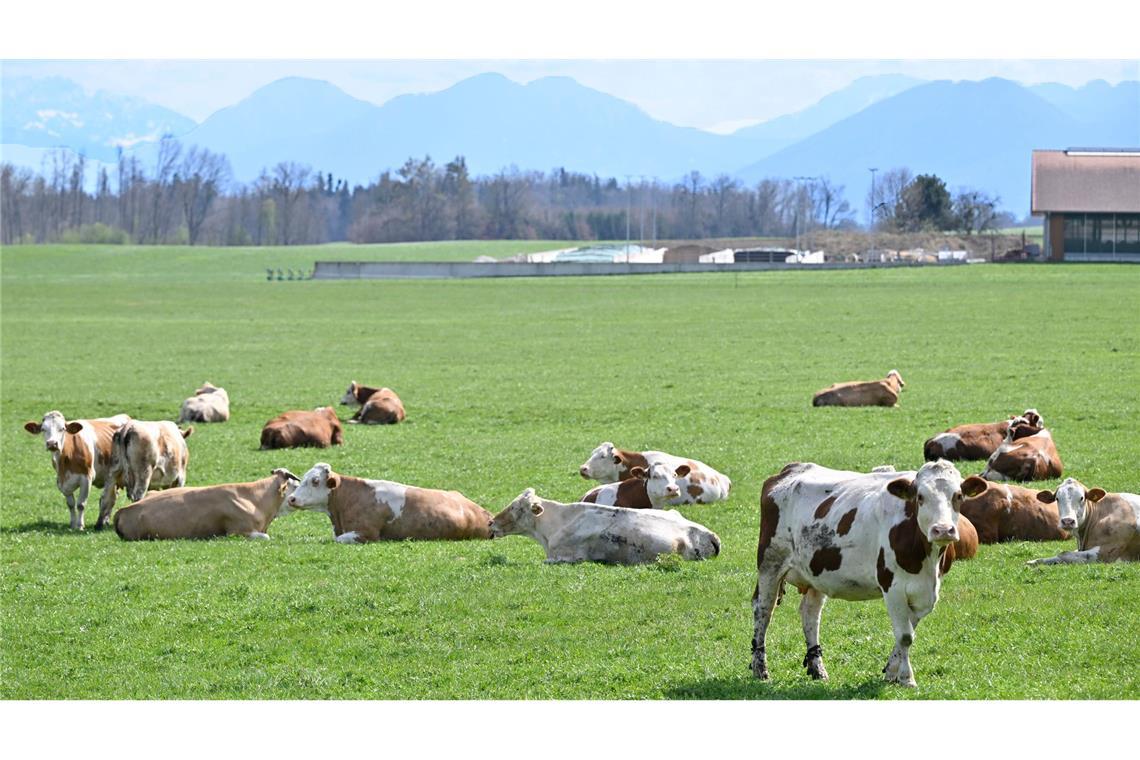 Rekordpreise bei Rindfleisch - Steak wird Luxusgut Auch auf Bayerns Weiden werden Rinder seltener. Das "Alpenfleckvieh" - so der offizielle Name - ist ein sogenanntes Doppelnutzungsrind, das sowohl für Fleisch- als auch Milchproduktion gezüchtet wird. Die in Norddeutschland üblichen schwarz-bunten Holsteinrinder hingegen sind Milchkühe. (Symbolbild)