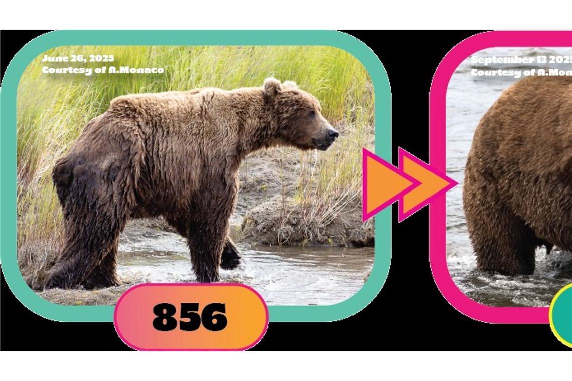 Massiger Sieger: Braunbär "Chunk" gewinnt "Fat Bear"-Wahl Auch Braunbär Nr. 856 hat ordentlich zugelegt.