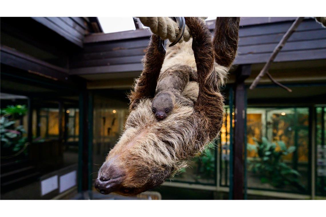 Auch damals hatte zuvor niemand die Schwangerschaft bemerkt.