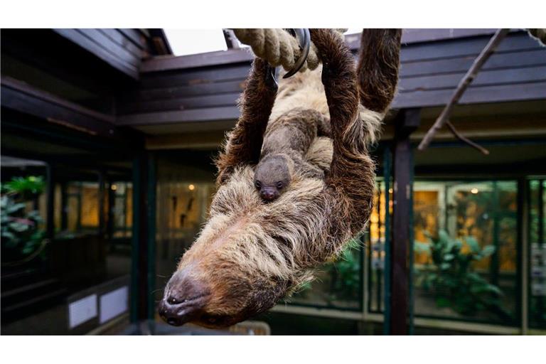 Auch damals hatte zuvor niemand die Schwangerschaft bemerkt.