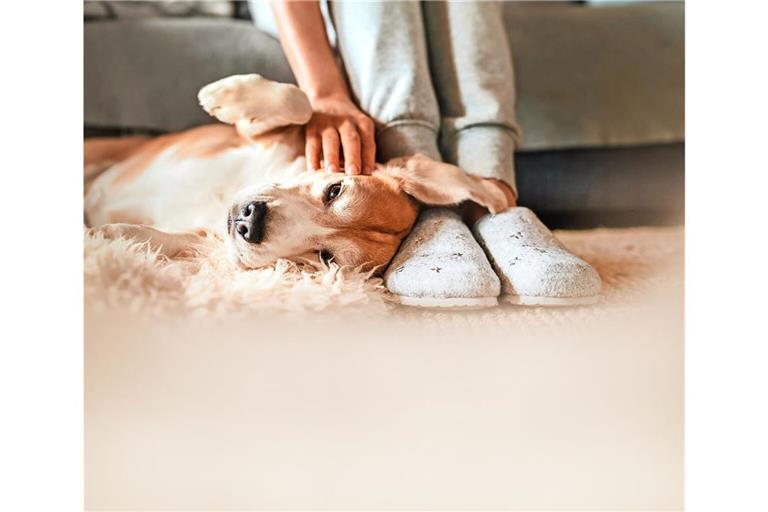 Auch das Halten von Hunden in Mietwohnungen darf nicht generell untersagt werden.