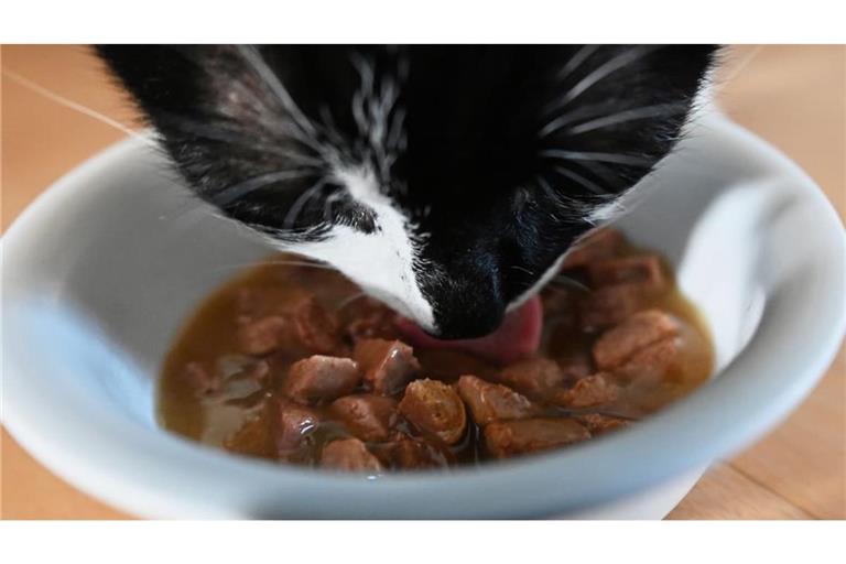 Auch das richtige Futter trägt zur Zahnpflege bei Katzen bei. (Symbolbild)