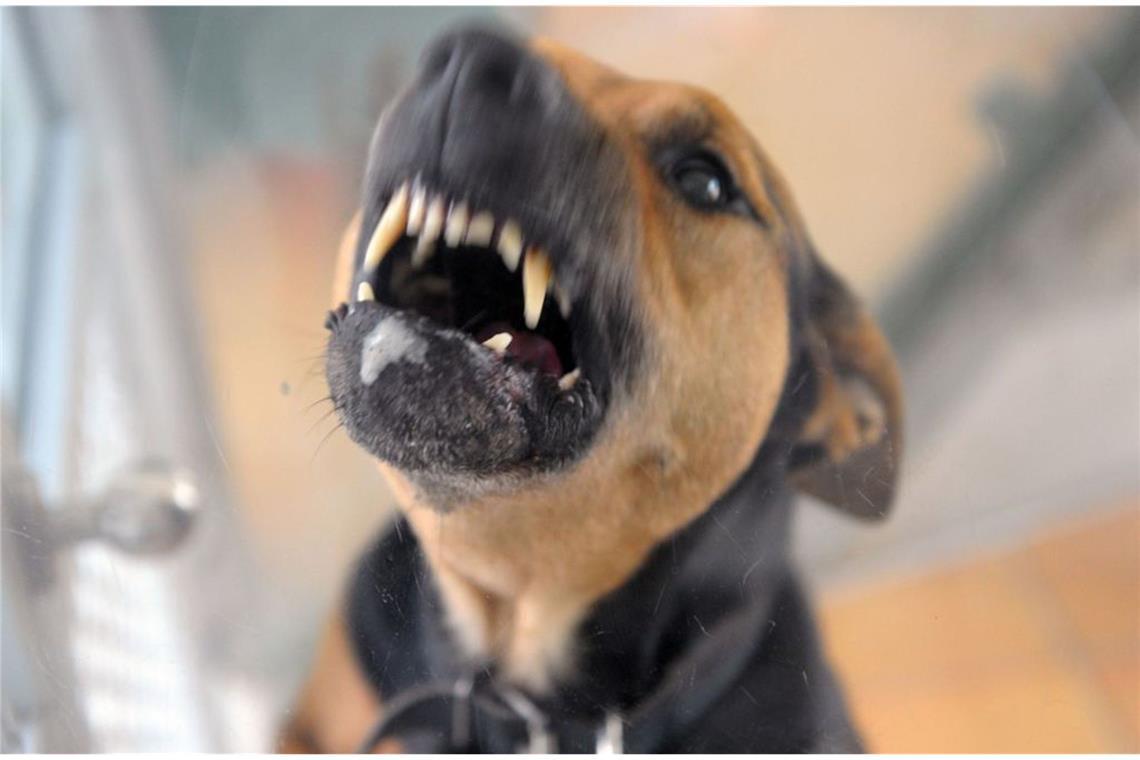 Auch der eigene Hund kann oft bissig werden. Betroffen sollten schnell zum Arzt.