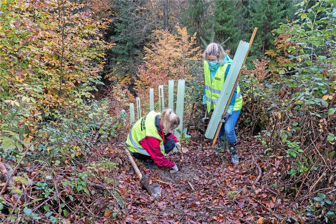 Zwischen Umbau und nachhaltiger Nutzung Auch die Aufforstung hat in den vergangenen Jahren eine Rolle gespielt, neben eigenen Anstrengungen gab es beispielsweise eine Baumpflanzaktion zwischen Fornsbach und Hinterbüchelberg, bei der Mitarbeiterinnen und Mitarbeiter von Kärcher unterstützt haben. Foto: J. Fiedler