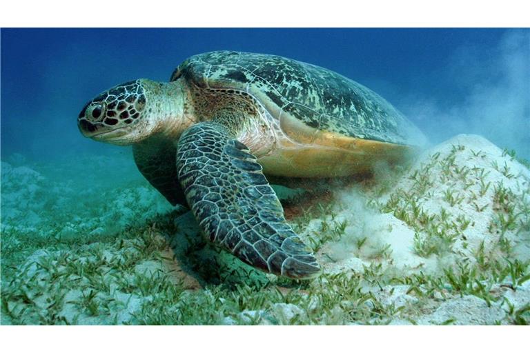 Auch die Grünen Meeresschildkröten gehören WWF zufolge zu den Gewinnern des Jahres.