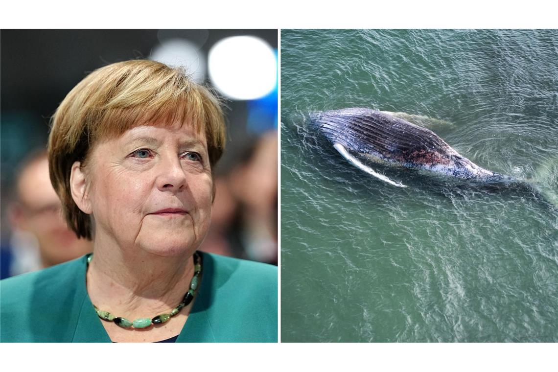 Auch Ex-Bundeskanzlerin Angela Merkel hat das Schicksal von Buckelwal „Timmy“ verfolgt.