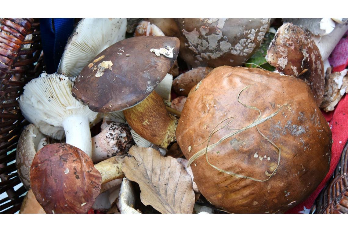 Auch fast 40 Jahre nach dem Reaktorunfall von Tschernobyl sind manche Wildpilze noch radioaktiv belastet. (Symbolbild)
