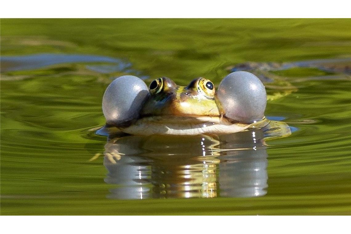 Auch für Wasserfrösche sollen künftig Handelsbeschränkungen gelten. (Archivbild)
