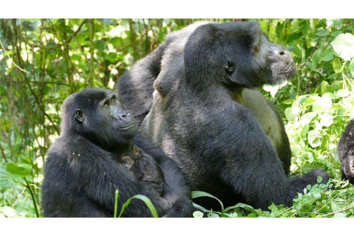 Berggorillas: Muskeln entscheiden nicht über sozialen Rang Auch Gorilla-Weibchen können – trotz des extremen Größen- und Kraftunterschieds – Konflikte für sich entscheiden.