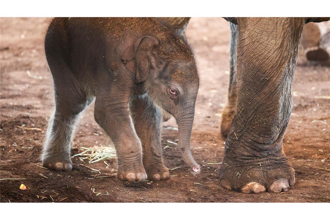 Bilder des Tages Auch große Tiere fangen klein an.
