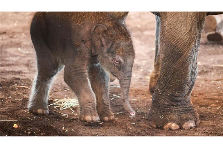 Auch große Tiere fangen klein an.