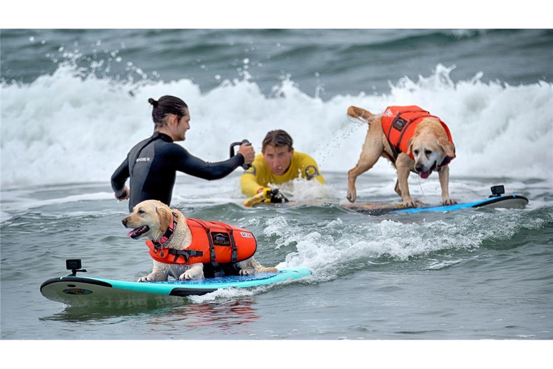 "Es gibt nichts Niedlicheres": Hunde wetteifern um Surftitel Auch Hunde können sich fürs Surfen begeistern - aber Schwimmwesten sind Pflicht.