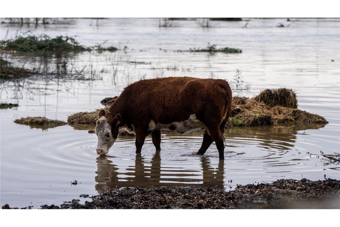 Auch Hunderte Tiere waren vor den Wassermassen in Sicherheit gebracht.