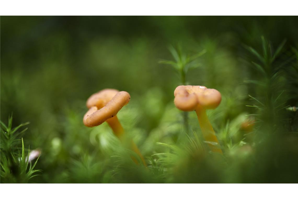 Auch im Sommer könnten Pilzbegeisterte ihrem Hobby nachgehen. (Sybolbild)