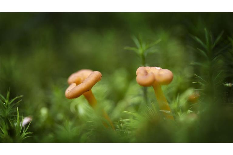 Auch im Sommer könnten Pilzbegeisterte ihrem Hobby nachgehen. (Sybolbild)
