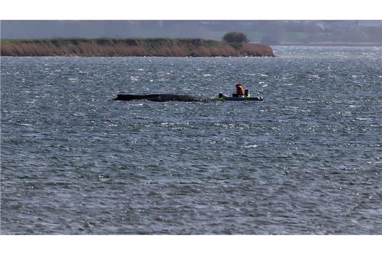 Auch in der Nacht beobachtete die Polizei den Buckelwal weiter. (Archivbild)