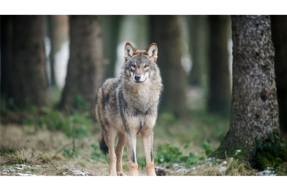 EU-Länder geben final grünes Licht für mehr Wolf-Abschüsse Auch in Deutschland könnten Wölfe bald leichter abgeschossen werden. (Archivbild)
