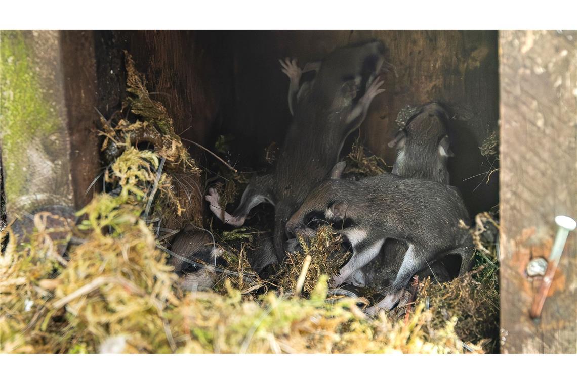 Gartenschläfer ist Gartentier des Jahres Auch in Nistkästen bauen die kleinen Tiere ihre Nester - wie hier im Harz. (Archivbild)