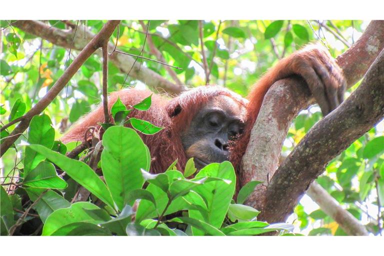 Auch Orang-Utans halten gern ein Mittagsschläfchen.