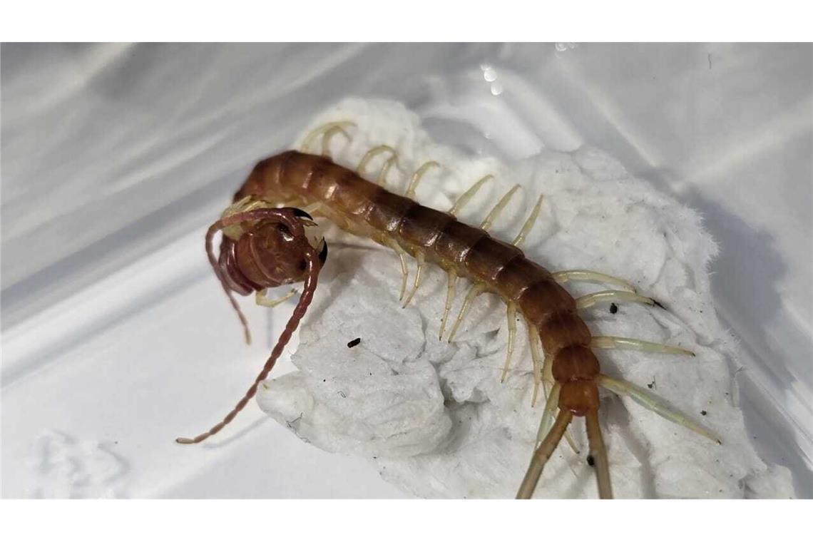 320 Spinnen unter dem Pulli: Schmuggler in Peru festgenommen Auch Tausendfüßer waren unter den sicher gestellten Tieren.