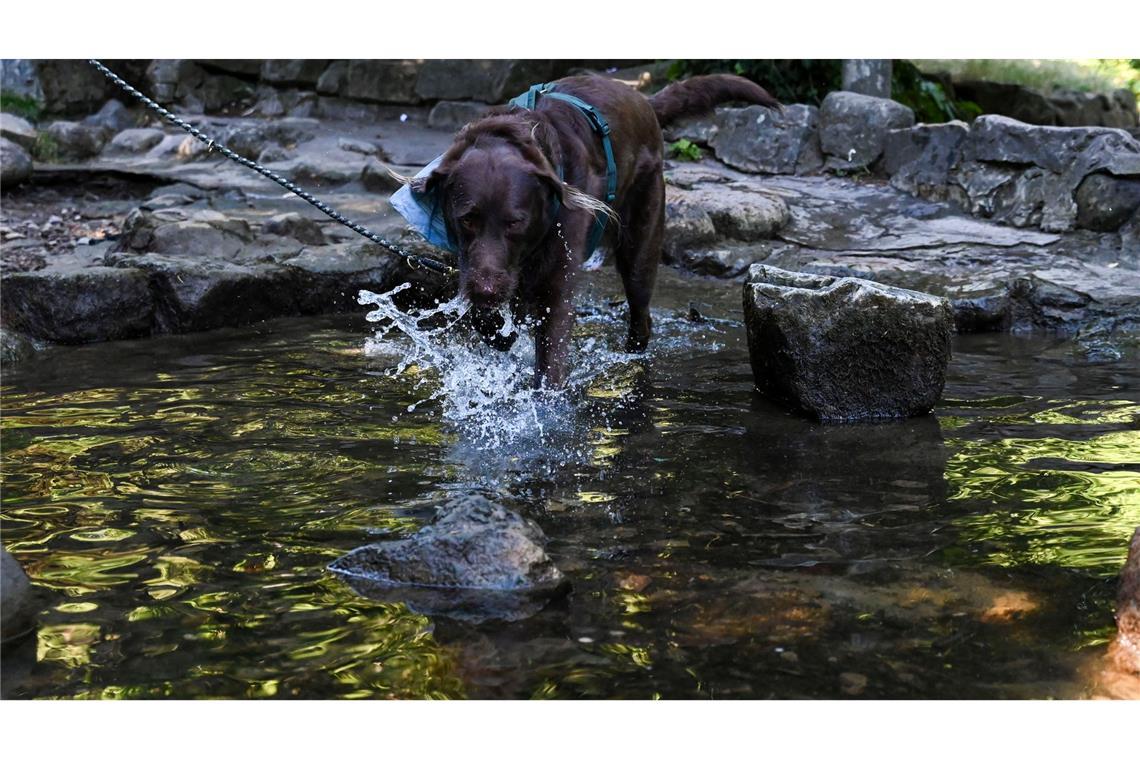 Auch Tiere brauchen Abkühlung.